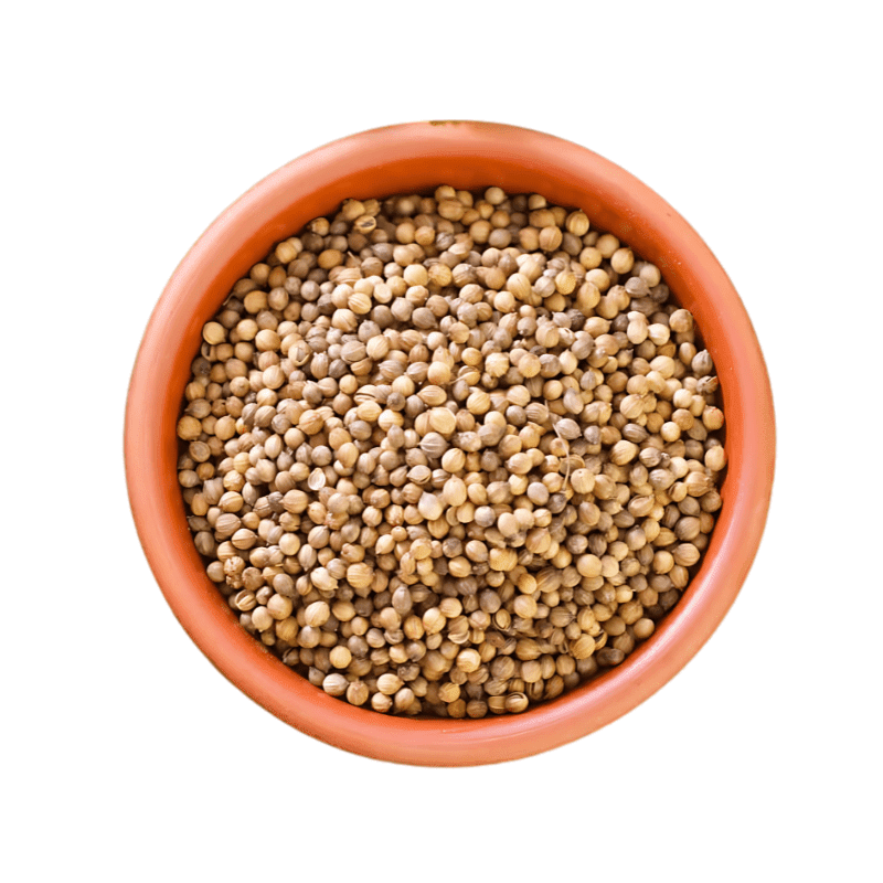 Coriander