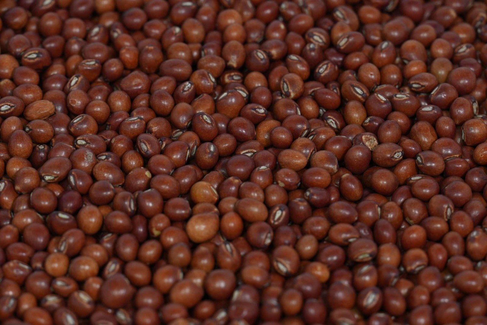 Toor Dal - Image 3
